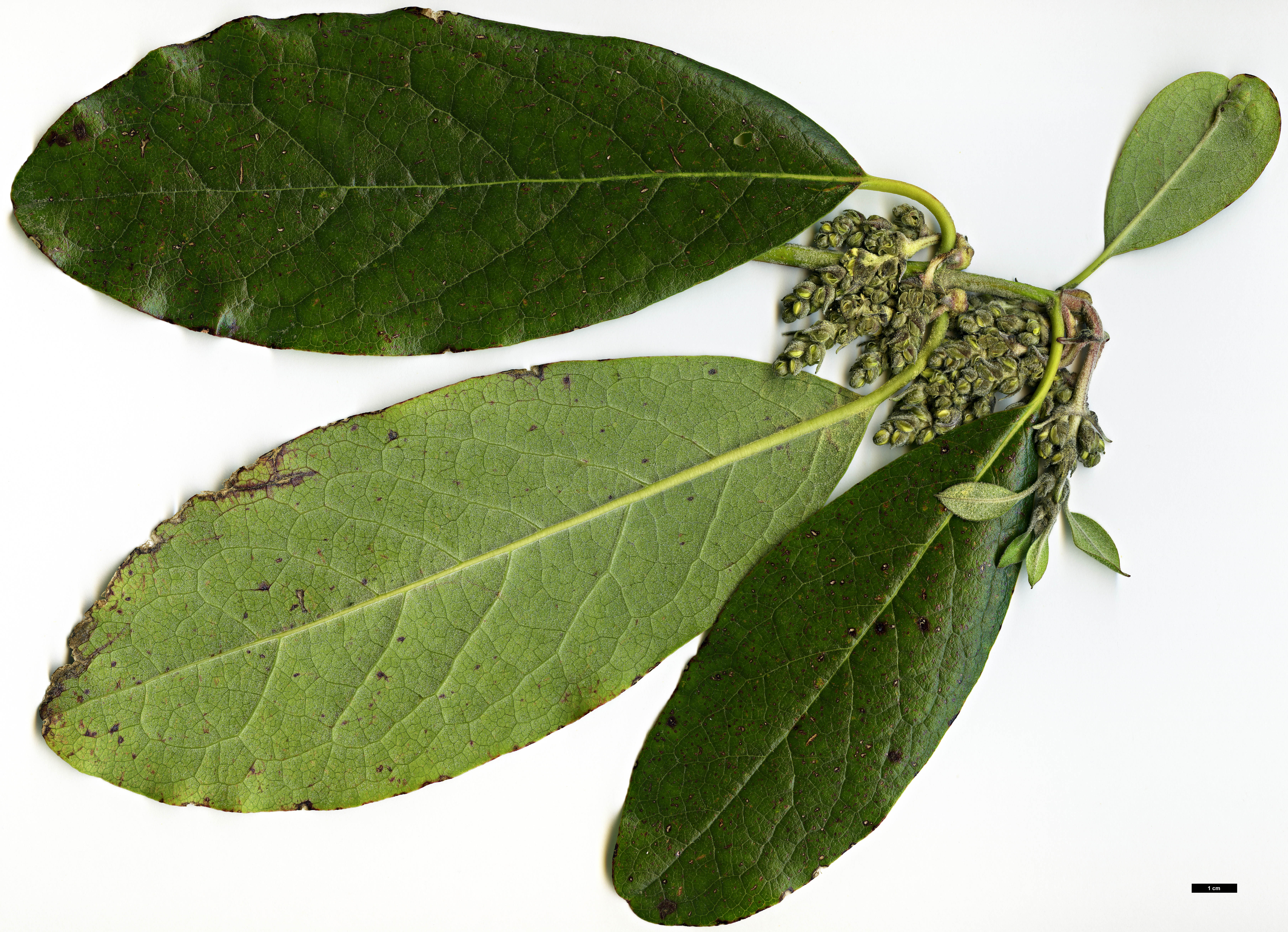 High resolution image: Family: Garryaceae - Genus: Garrya - Taxon: laurifolia - SpeciesSub: var. macrophylla High resolution image: Family: Garryaceae - Genus: Garrya - Taxon: laurifolia - SpeciesSub: var. macrophylla